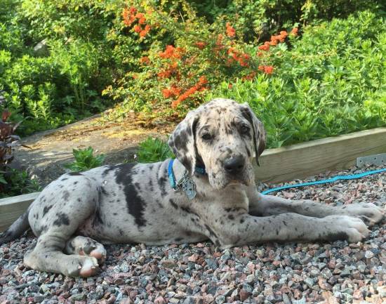 great dane merle mjoelner.jpg